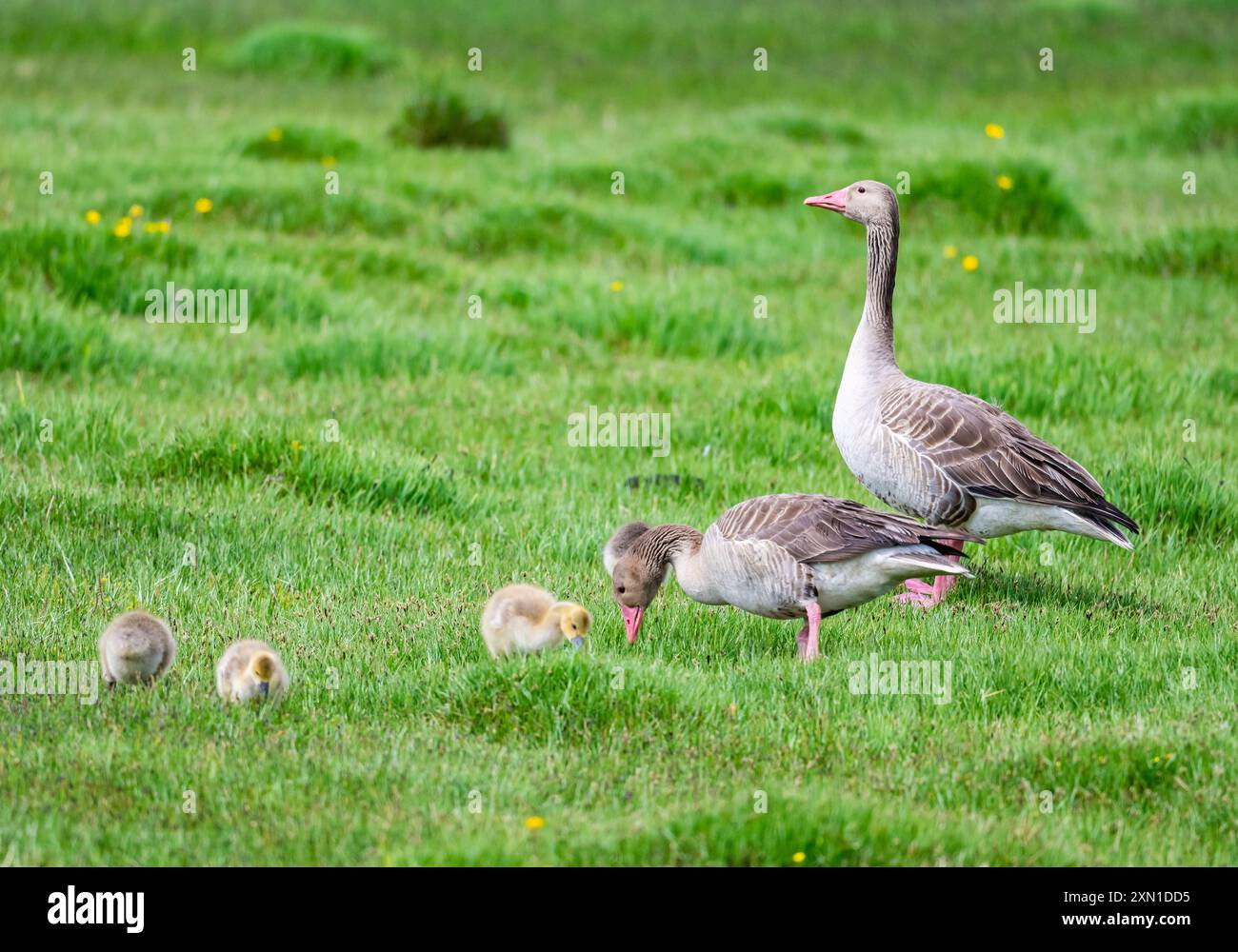 Une famille d'oies sauvages de Greylag (Anser anser) qui se nourrissent sur les prairies de la réserve de Flower Lake. Sichuan, Chine. Banque D'Images