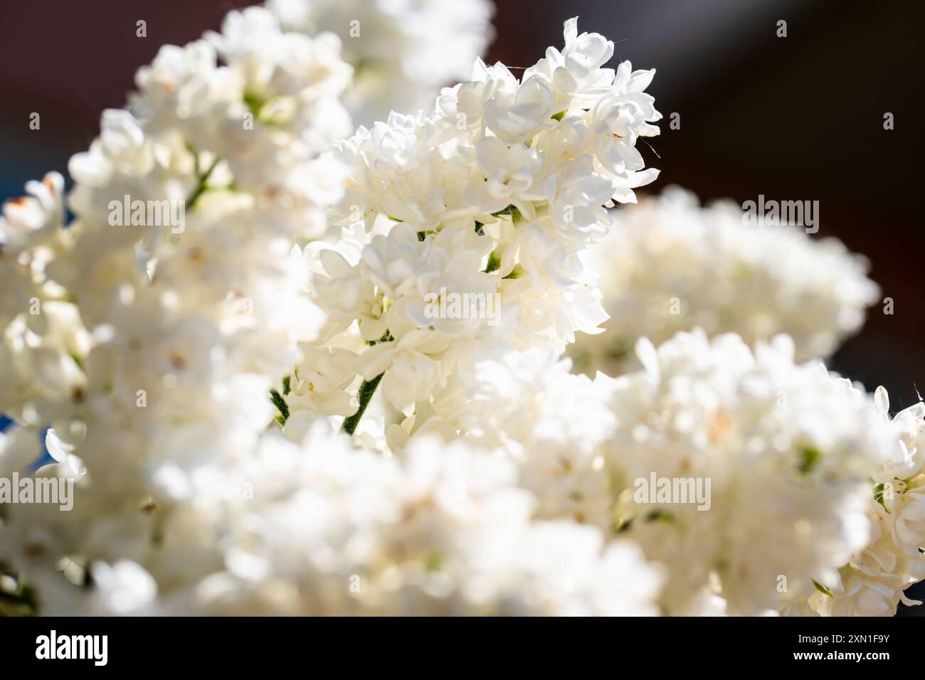 Gros plan sur les fleurs blanches en été Banque D'Images