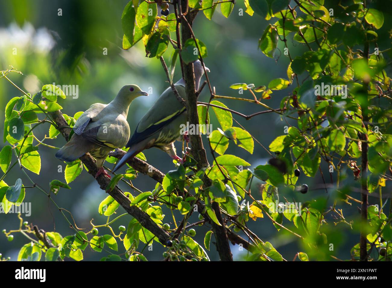 Un pigeon vert à col rose a été repéré perché haut dans la canopée. Présent dans toute l'Asie du Sud-est, ce pigeon vibrant est reconnu par son caractère frappant Banque D'Images