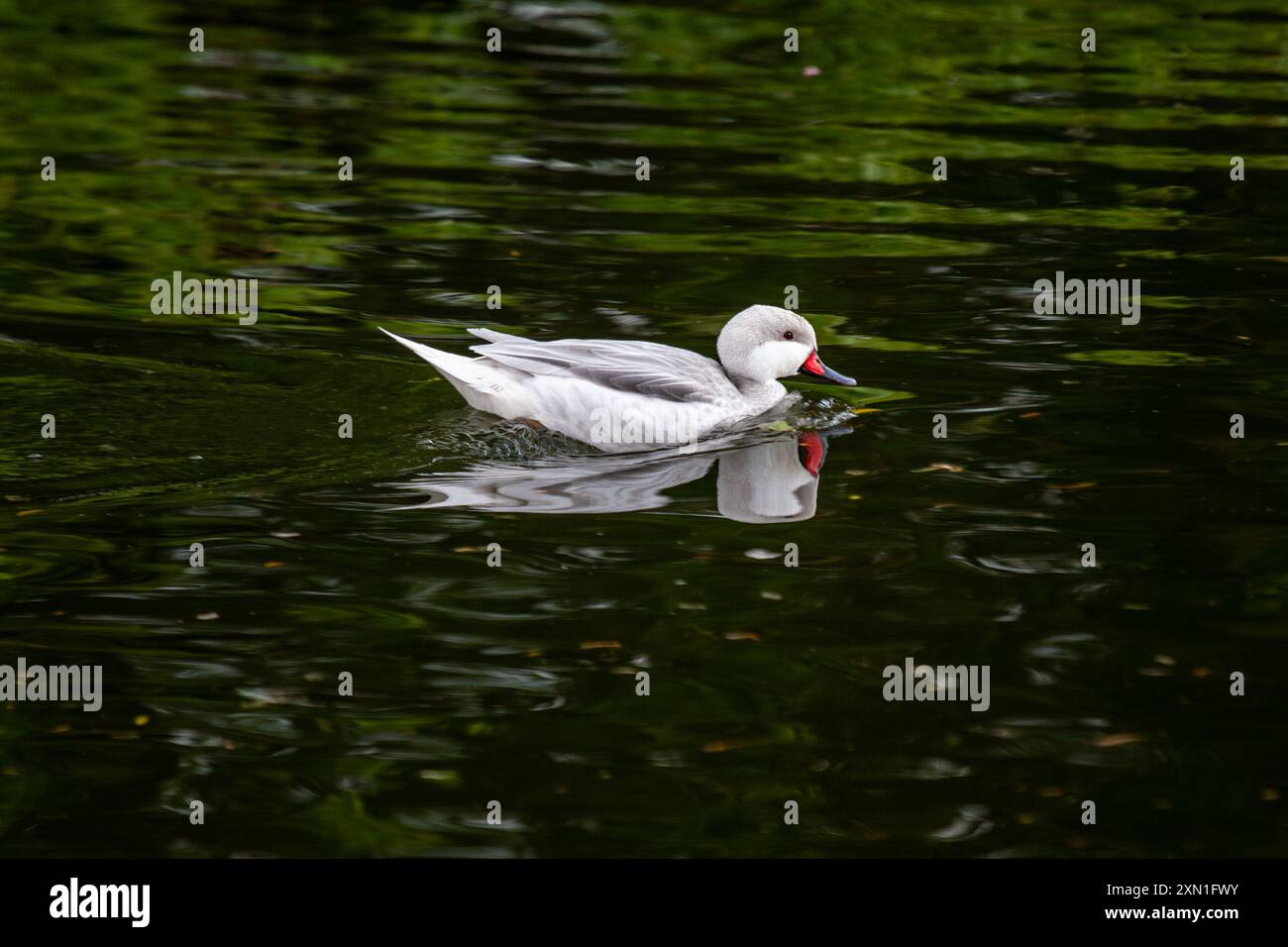 Un canard Pintail glissant gracieusement sur l'eau. Commun dans les zones humides d'Amérique du Nord, d'Europe et d'Asie, cet élégant canard se distingue par son l Banque D'Images