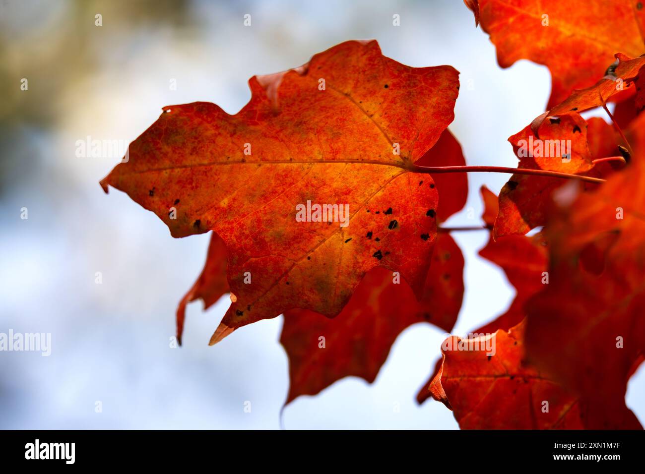 Feuilles d'érable sur un arbre en septembre dans le Wisconsin. Banque D'Images