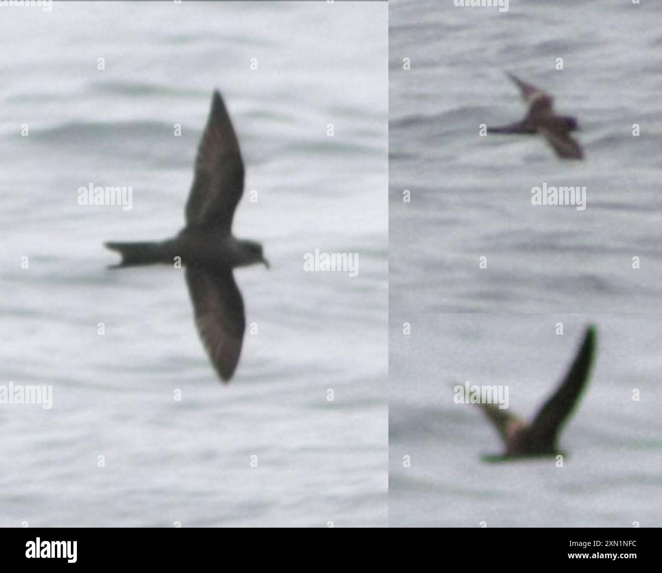 Leach's Storm-Petrel (Hydrobates leucorhous) Aves Banque D'Images