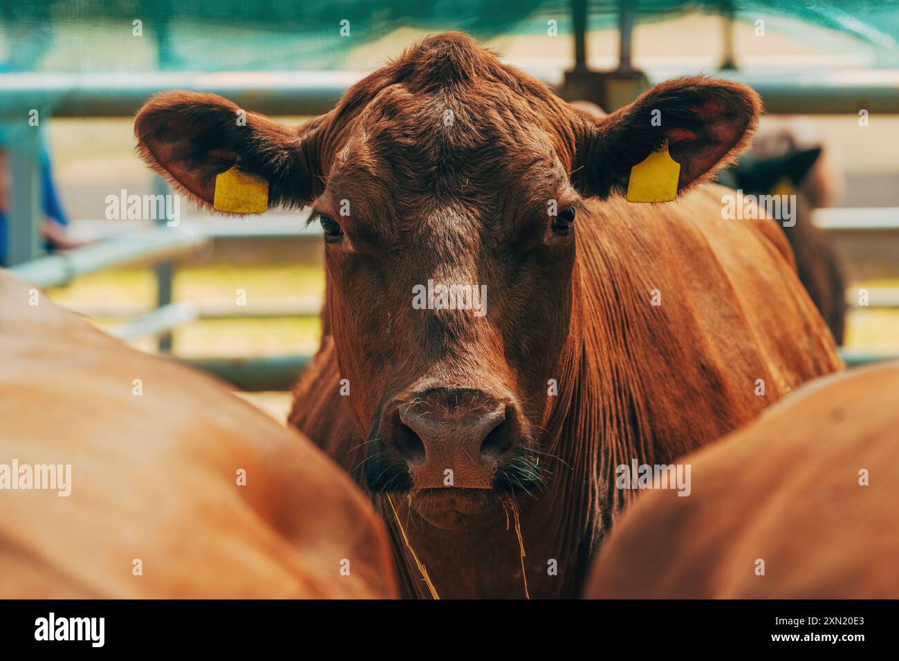 Portrait de vache de ferme laitière regardant la caméra, mise au point sélective Banque D'Images