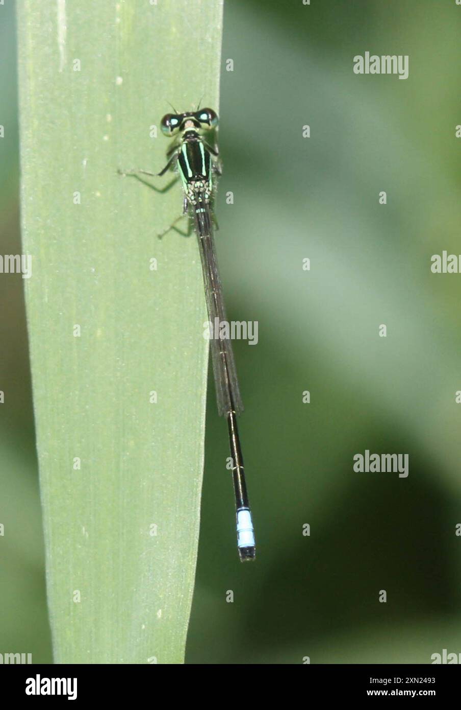 Insecta Eastern Forktail (Ischnura verticalis) Banque D'Images