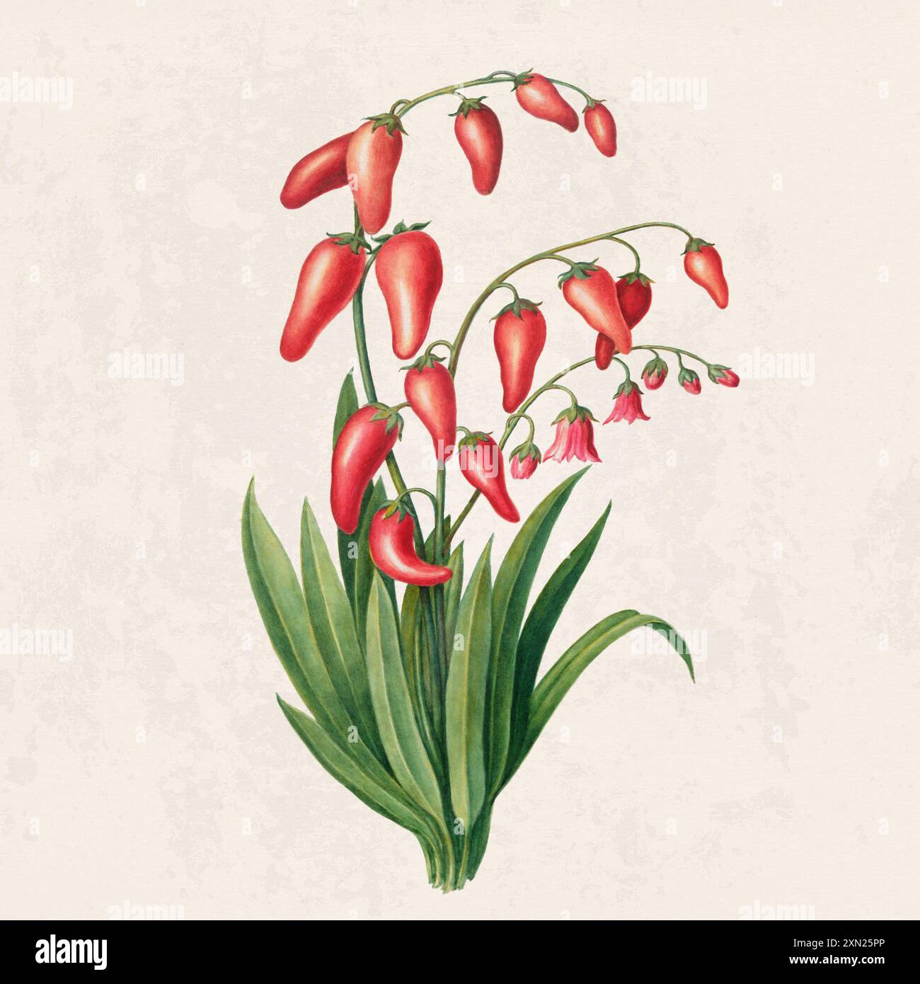 Fruits tropicaux. Illustration colorée de fruits. Aquarelle numérique sur un fond beige rustique. Banque D'Images