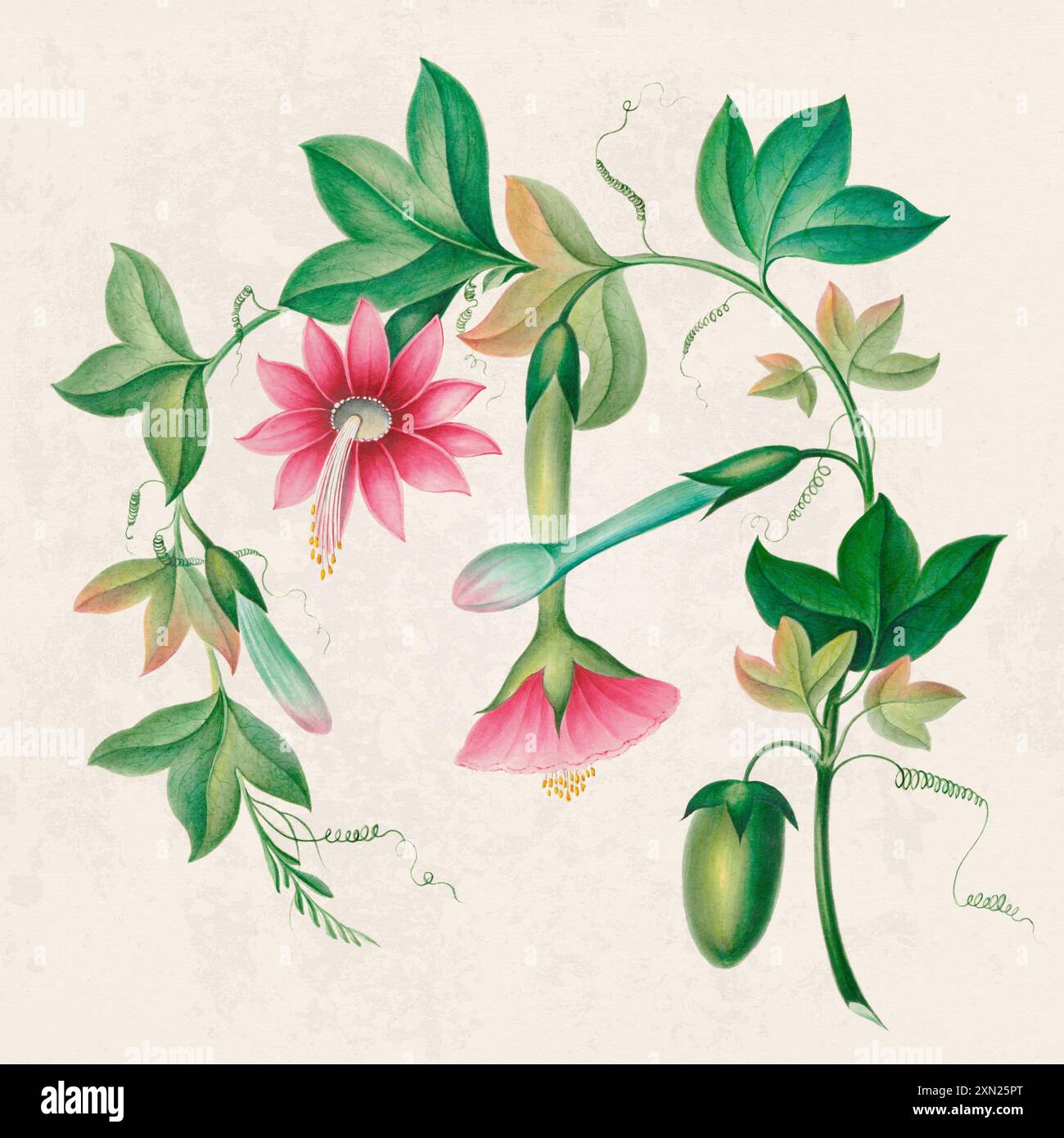 Fleurs tropicales. Illustration de fleurs colorées. Aquarelle numérique sur un fond beige rustique. Banque D'Images