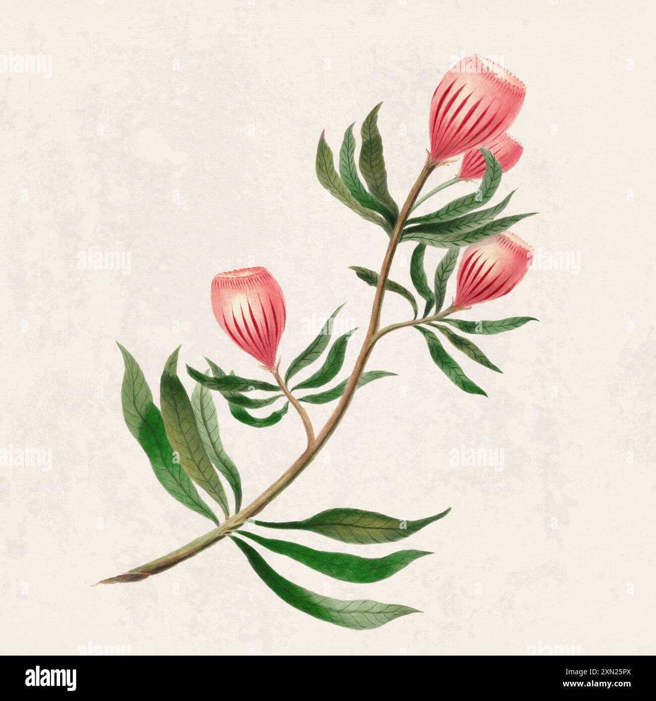 Fleurs tropicales. Illustration de fleurs colorées. Aquarelle numérique sur un fond beige rustique. Banque D'Images