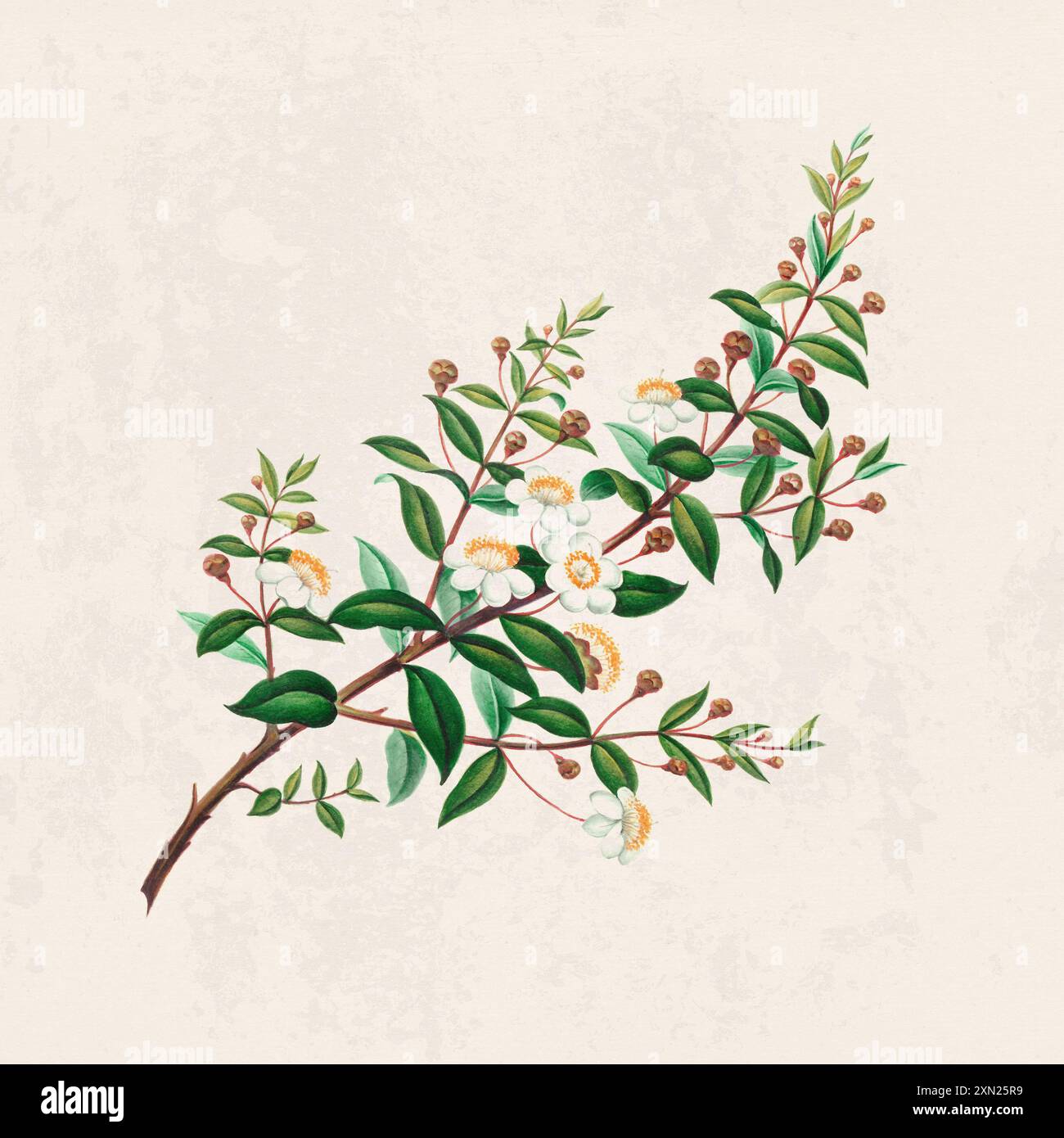 Fleurs tropicales. Illustration de fleurs colorées. Aquarelle numérique sur un fond beige rustique. Banque D'Images