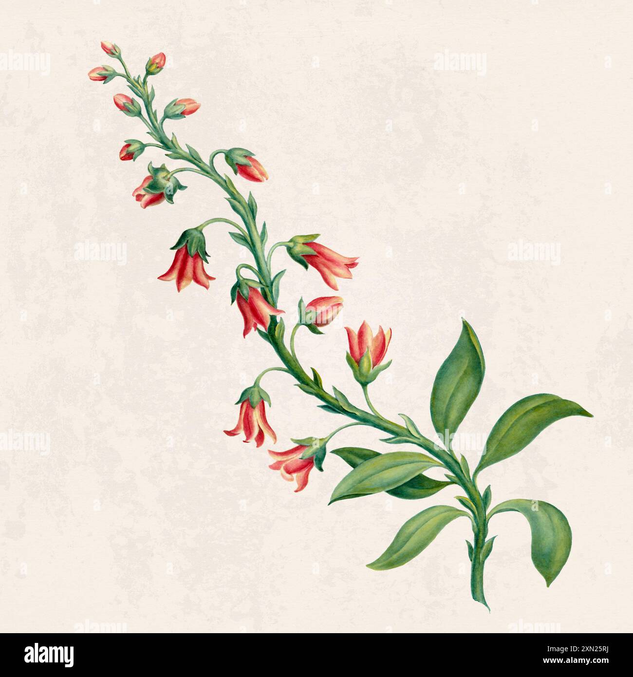 Fleurs tropicales. Illustration de fleurs colorées. Aquarelle numérique sur un fond beige rustique. Banque D'Images