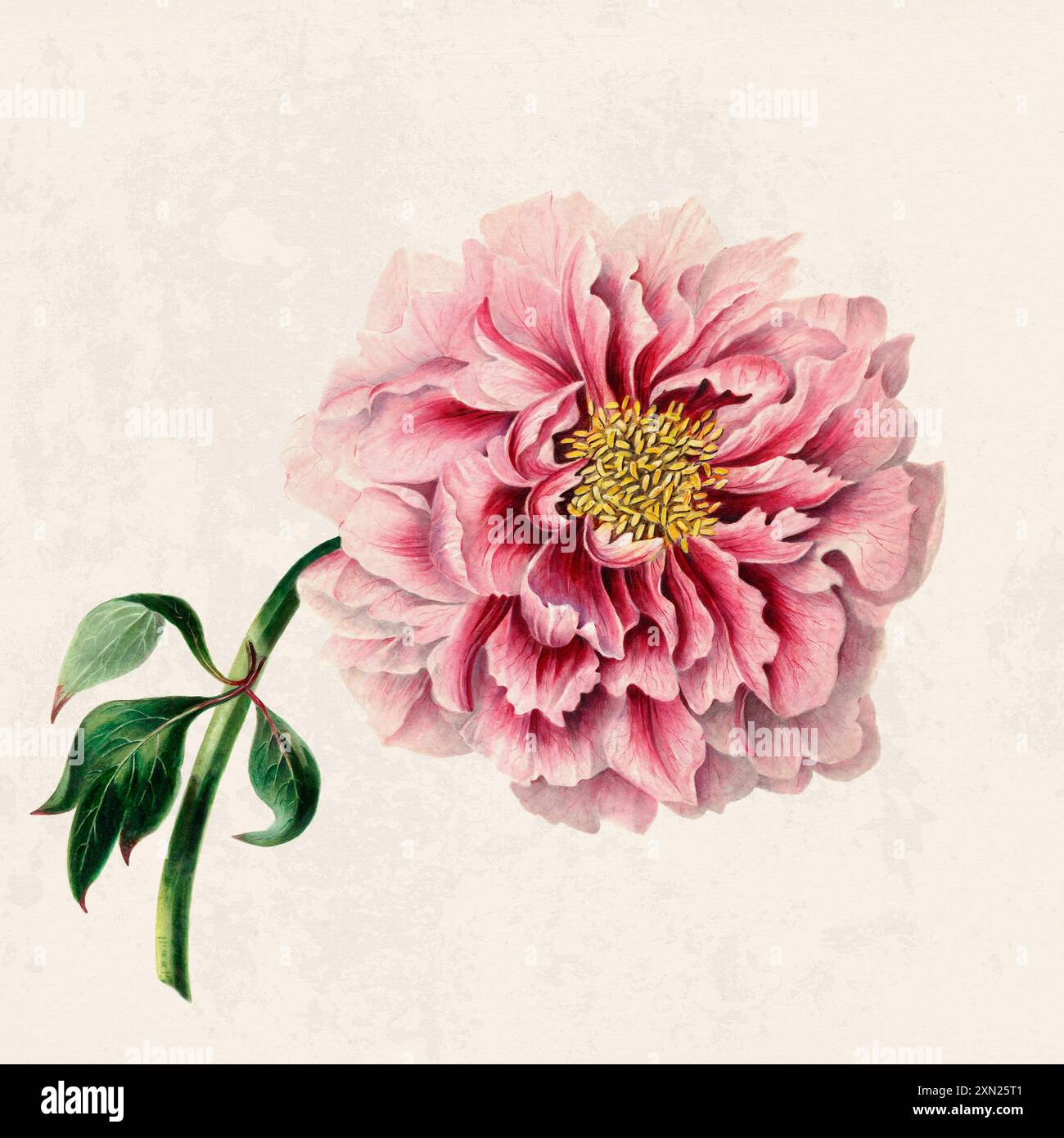 Fleurs tropicales. Illustration de fleurs colorées. Aquarelle numérique sur un fond beige rustique. Banque D'Images