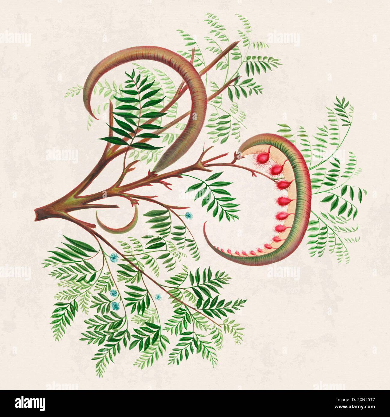 Fruits tropicaux. Illustration colorée de fruits. Aquarelle numérique sur un fond beige rustique. Banque D'Images