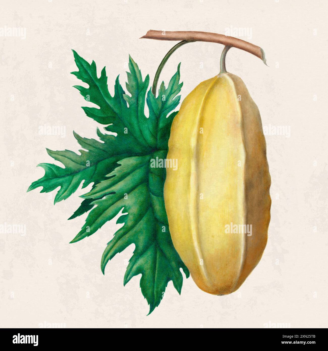 Fruits tropicaux. Illustration colorée de fruits. Aquarelle numérique sur un fond beige rustique. Banque D'Images