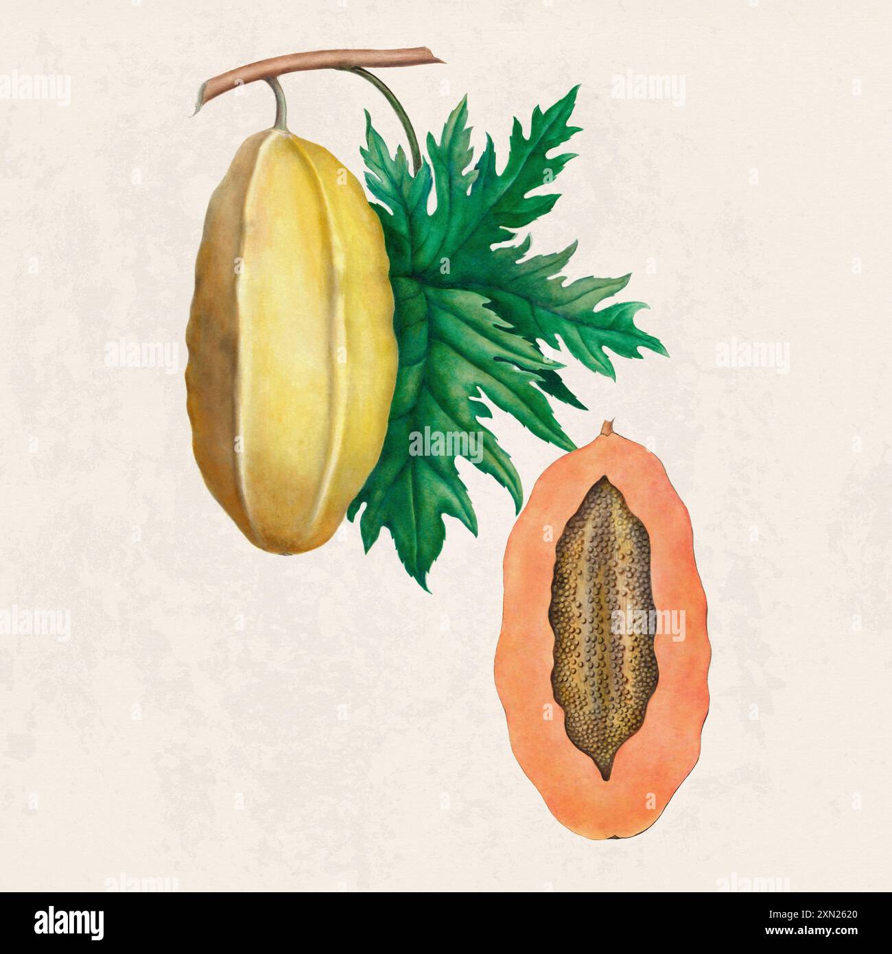 Fruits tropicaux. Illustration colorée de fruits. Aquarelle numérique sur un fond beige rustique. Banque D'Images