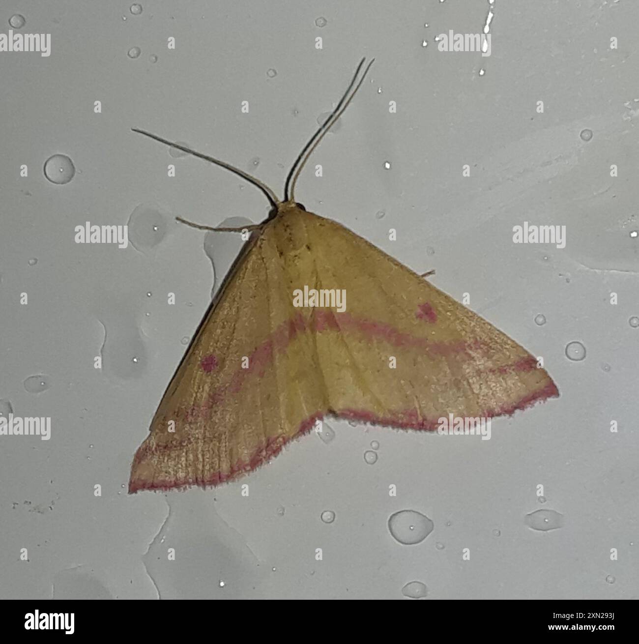 Chiches Geometer Moth (Haematopis grataria) Insecta Banque D'Images