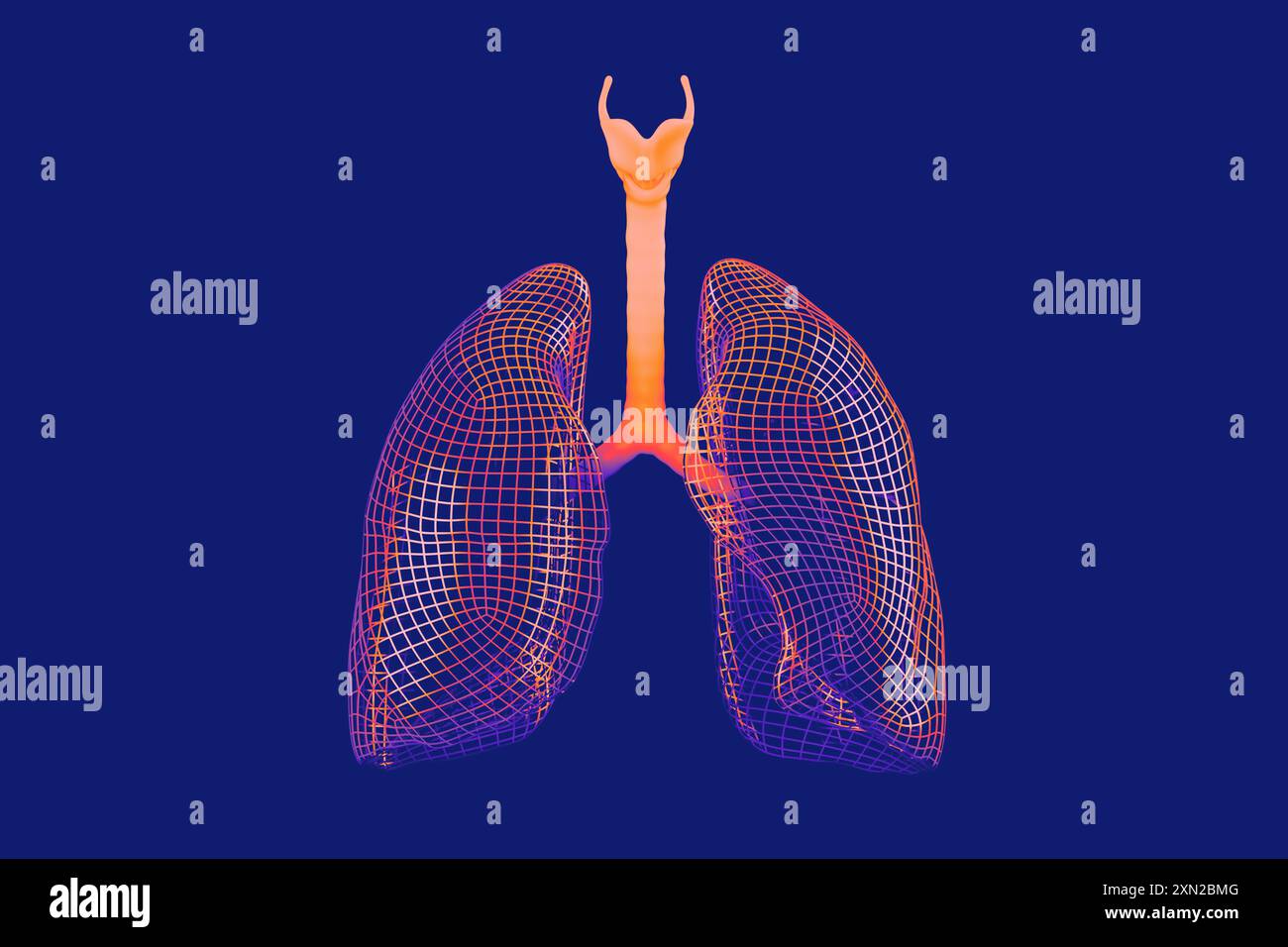 modèle filaire 3d de poumons humains rendus dans des teintes orange et rouge chaudes sur un fond bleu froid. Évoque les thèmes de la respiration, de la santé et des fonctions vitales du corps Banque D'Images
