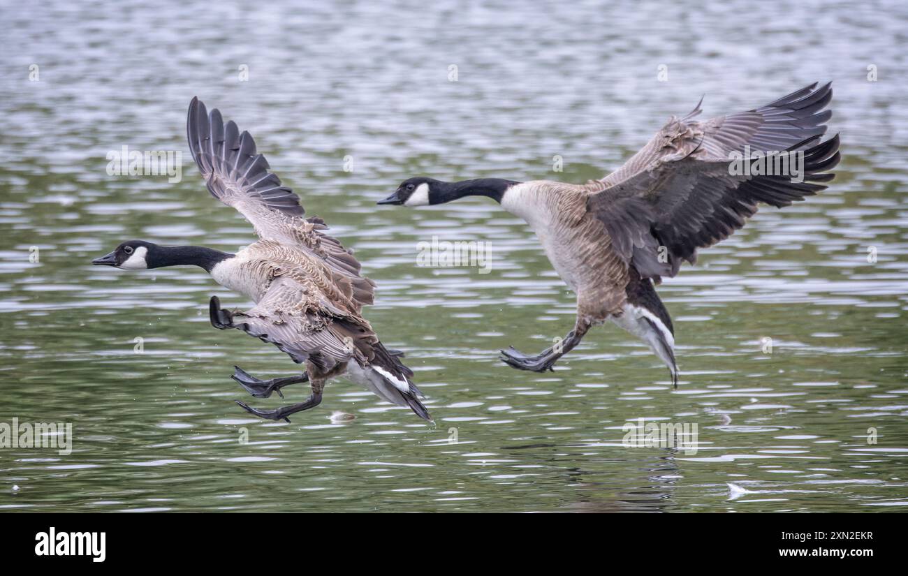 Paire de Geeses du Canada avec des ailes évasées entrant dans la terre ferme à la surface du lac. Banque D'Images