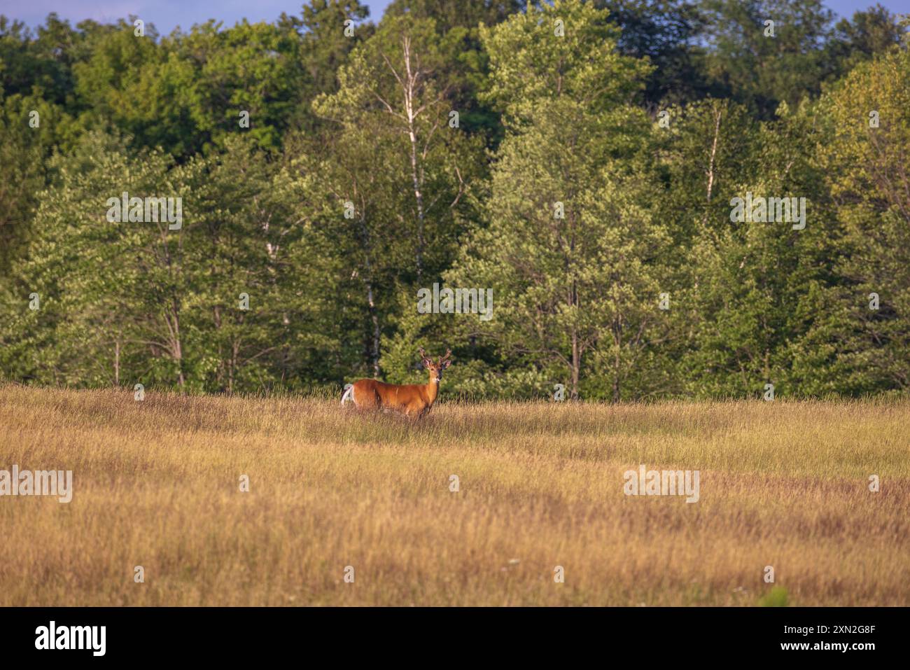 Buck à queue blanche un soir de juillet dans le nord du Wisconsin. Banque D'Images