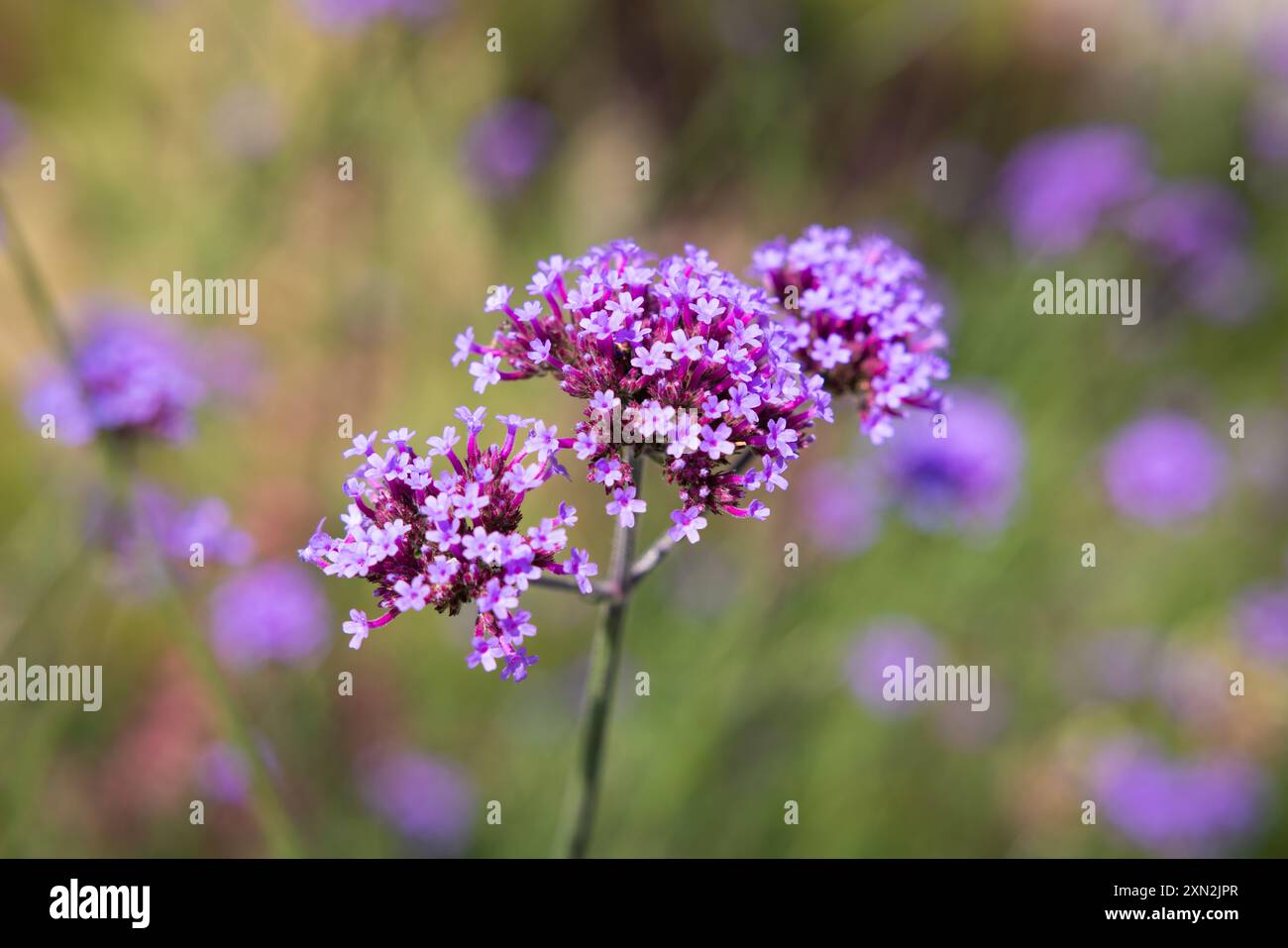 Purpletop Vervain fleurit dans la garderie. Mise au point sélective. Banque D'Images