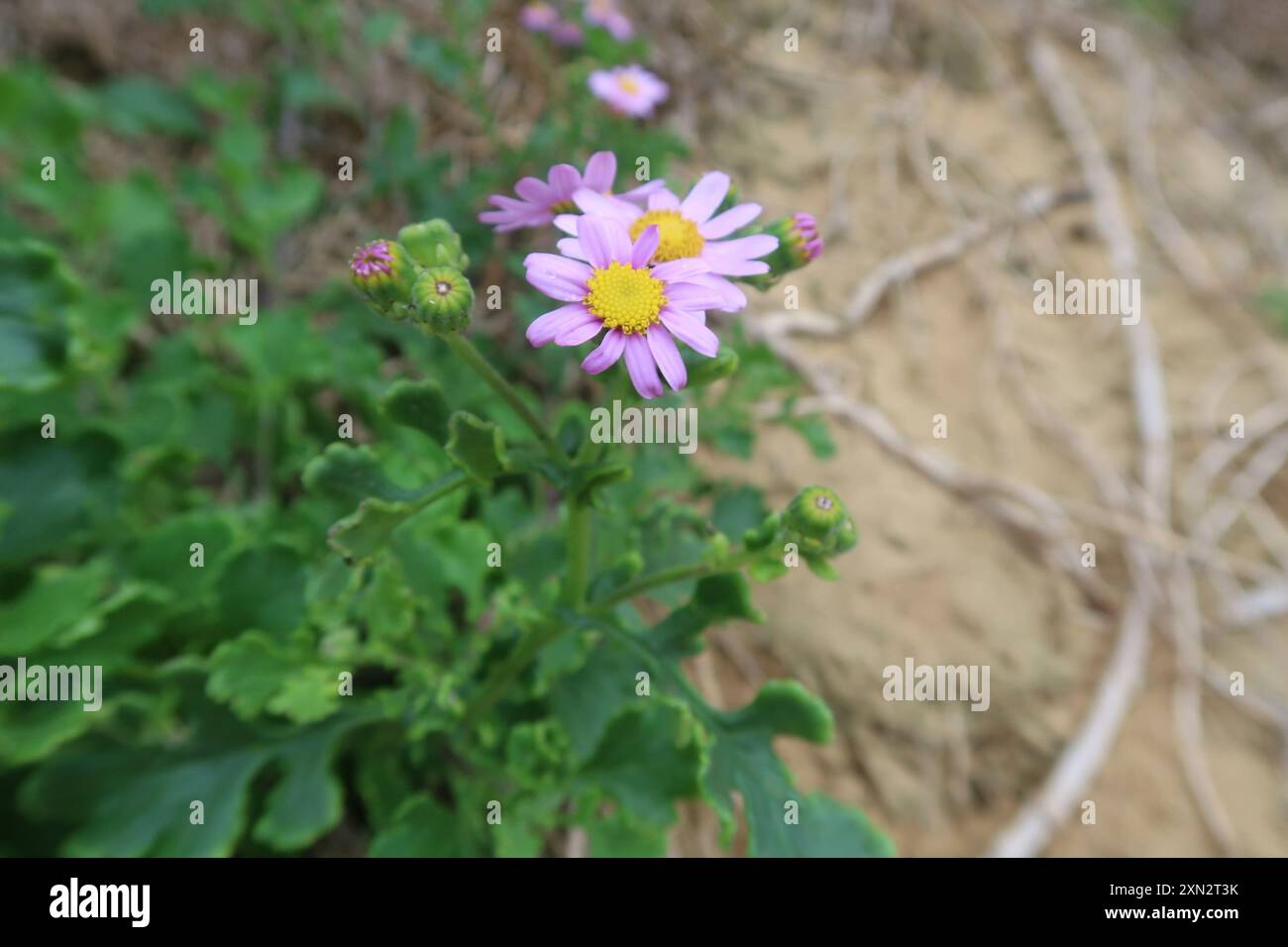 Ragwort rouge-violet (Senecio elegans) Plantae Banque D'Images