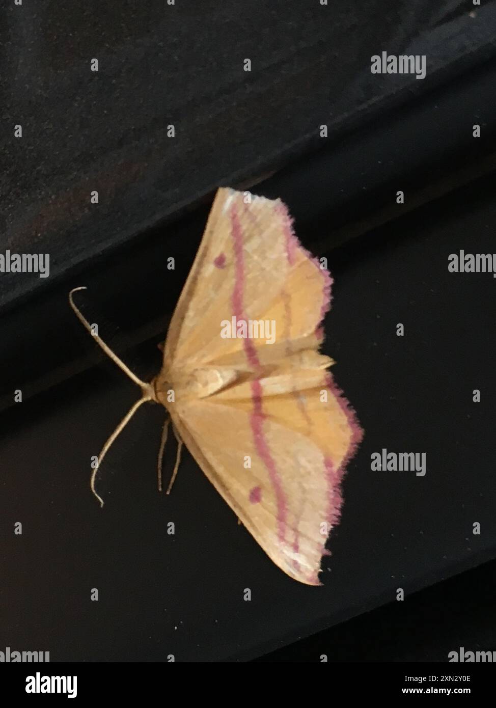 Chiches Geometer Moth (Haematopis grataria) Insecta Banque D'Images
