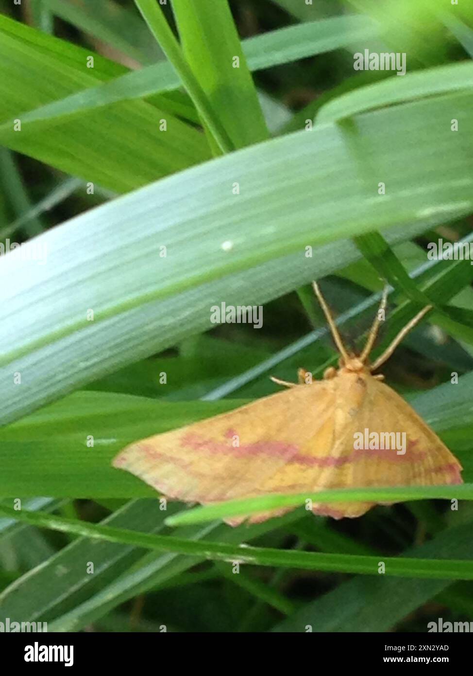 Chiches Geometer Moth (Haematopis grataria) Insecta Banque D'Images