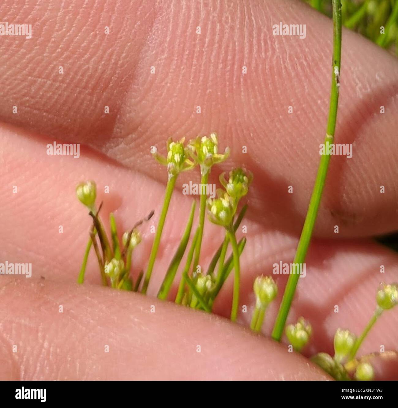 Petite queue de mousette (Myosurus minimus) Plantae Banque D'Images