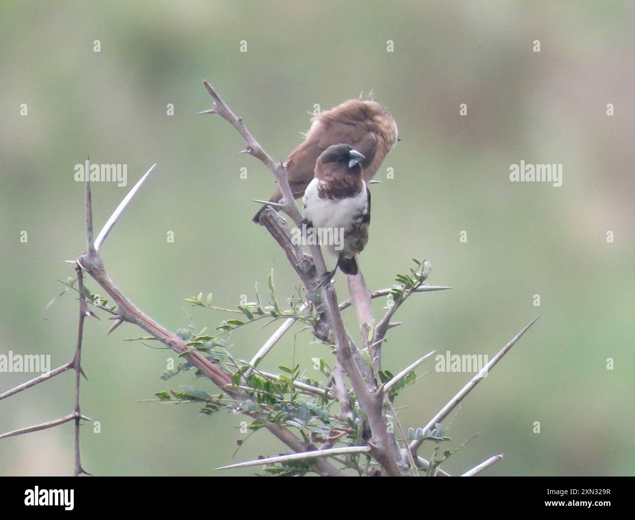 Mannikin en bronze (Spermestes cucullata) Aves Banque D'Images