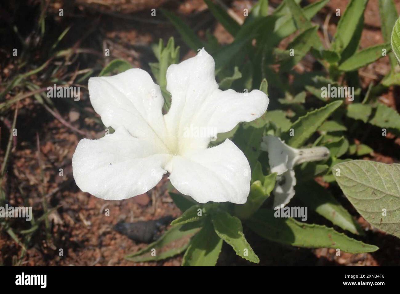 Papier buvard Flower (Cycnium adonense) Plantae Banque D'Images