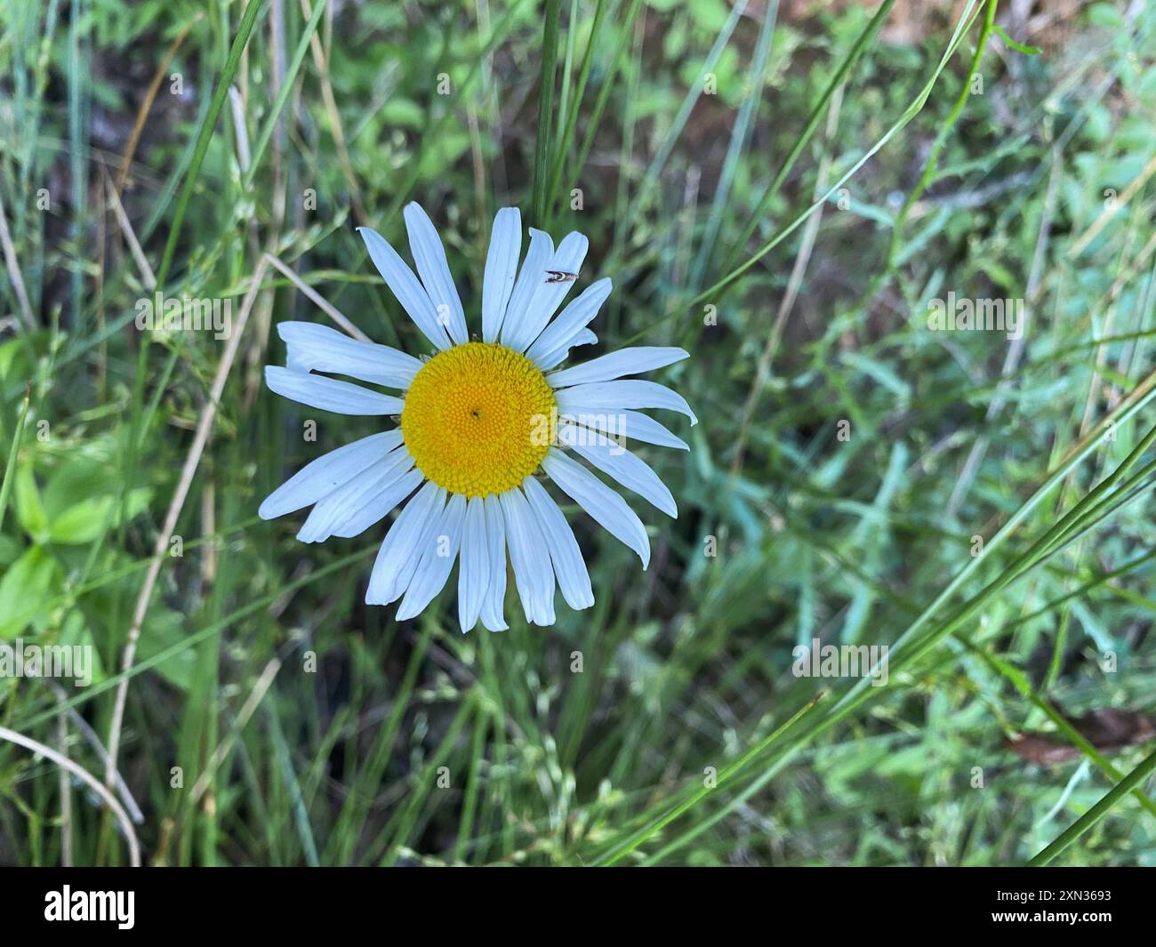 Une Marguerite blanche unique se démarquant parmi l'herbe verte, représentant la simplicité et la beauté naturelle Banque D'Images