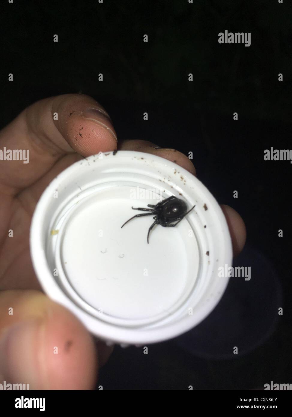 Araignée noire en toile d'araignée (Steatoda capensis) Arachnida Banque D'Images