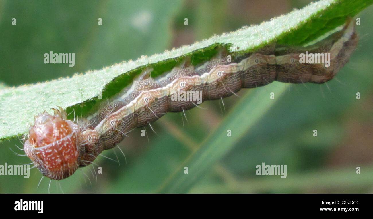 Insecte de la teigne du coton (Helicoverpa armigera) Banque D'Images