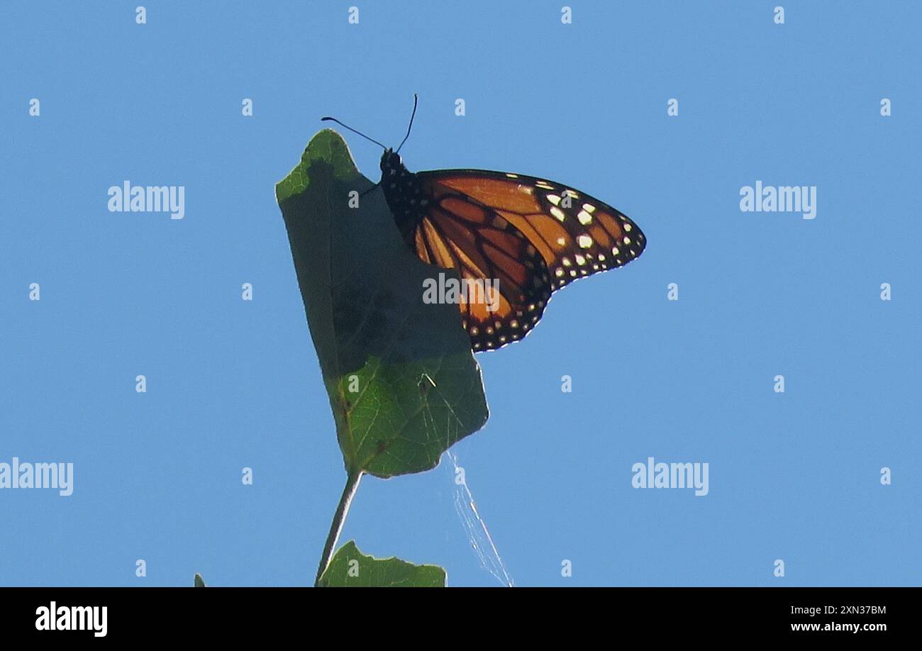 Insecta du monarque du Sud (Danaus erippus) Banque D'Images