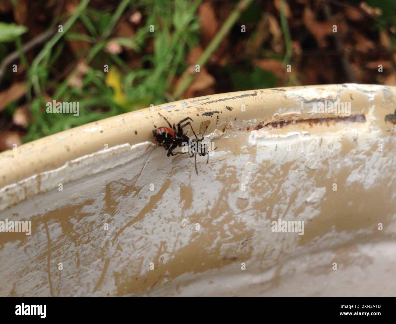 Araignée Napoléon (Synema globosum) Arachnida Banque D'Images