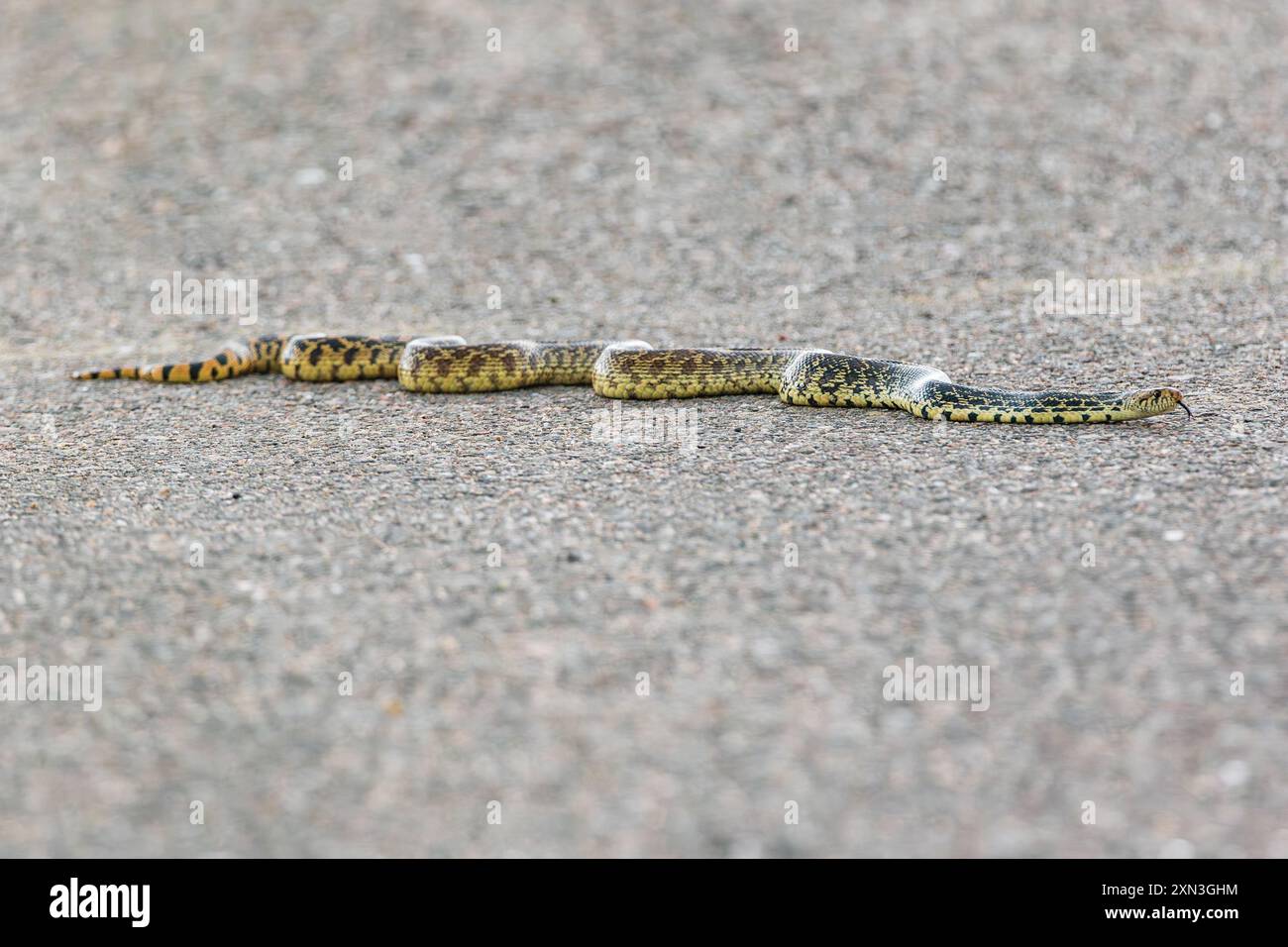 Un serpent de taureau glissant de l'autre côté de la route à la réserve naturelle Rocky Mountain Arsenal dans le Colorado. Banque D'Images