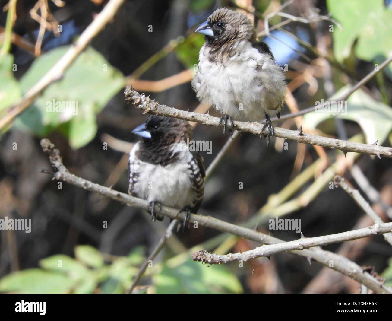 Mannikin de bronze austral (Spermestes cucullata scutata) Aves Banque D'Images