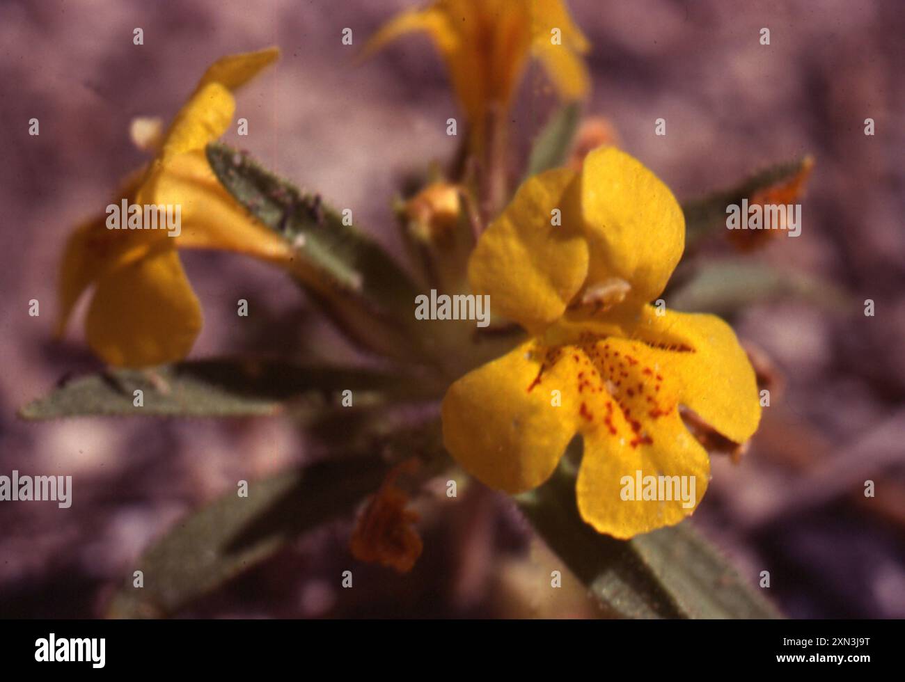 Singe subalpin (Erythranthe caespitosa) Plantae Banque D'Images