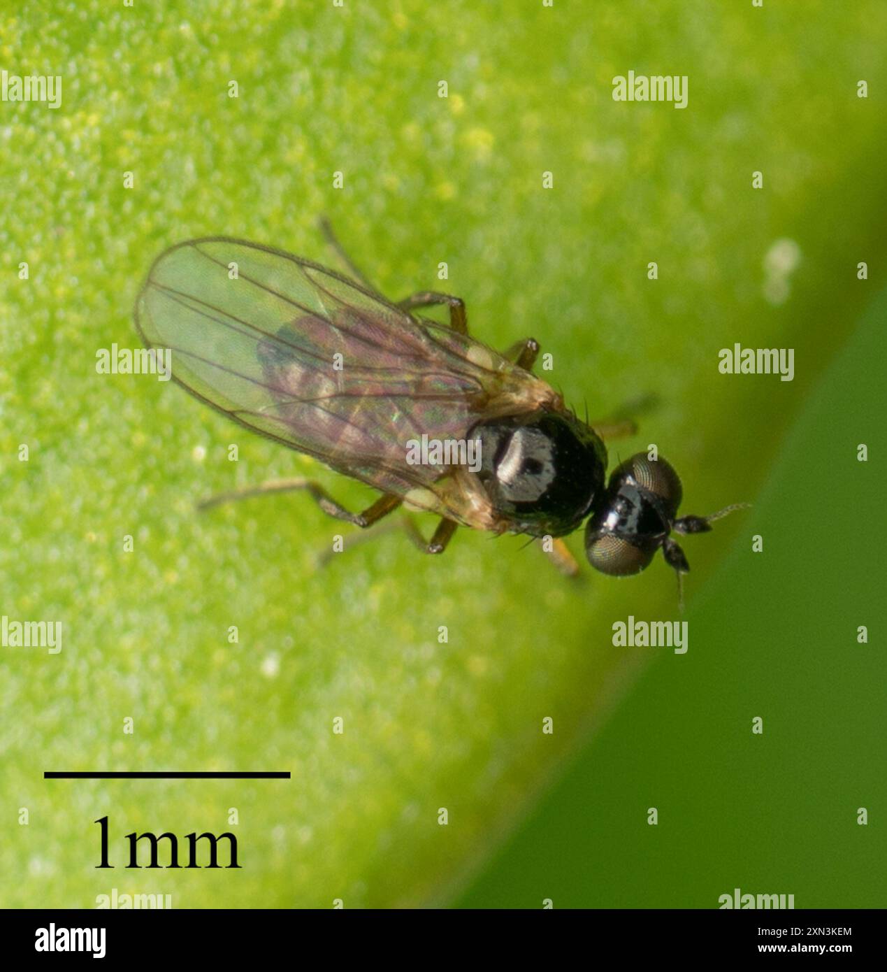 Mouches à frire (Chloropidae) Insecta Banque D'Images