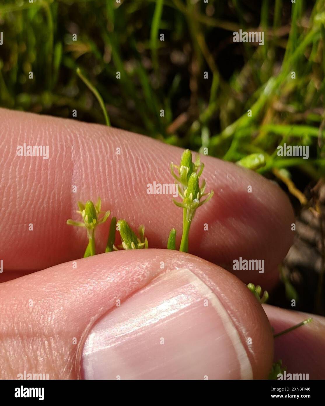 Petite queue de mousette (Myosurus minimus) Plantae Banque D'Images