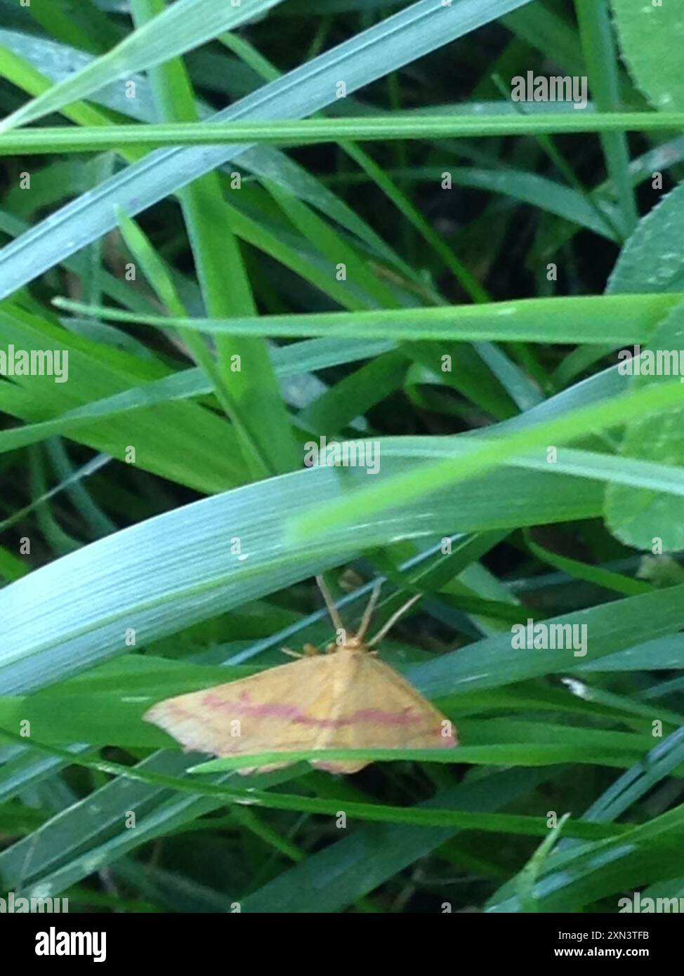 Chiches Geometer Moth (Haematopis grataria) Insecta Banque D'Images