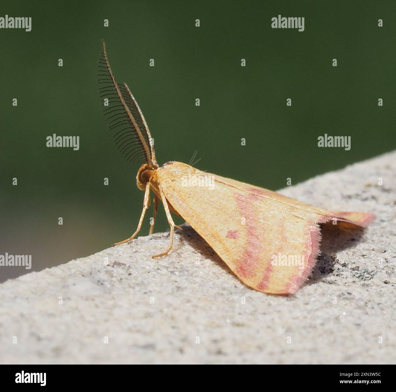 Chiches Geometer Moth (Haematopis grataria) Insecta Banque D'Images