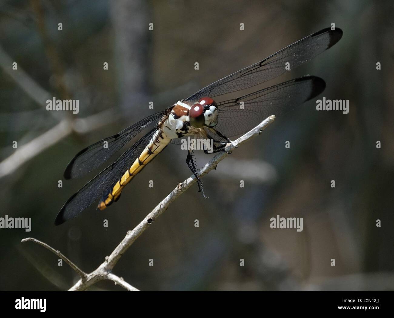 Great Blue Skimmer (Libellula vibrans) Insecta Banque D'Images