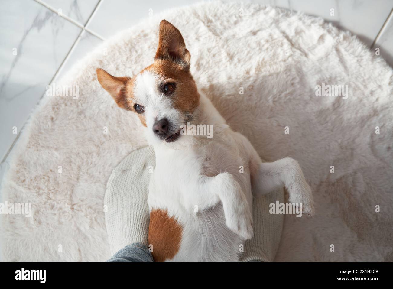 Intérieur avec un Jack Russell Terrier. Dans une maison confortable, un chien regarde attentivement Banque D'Images