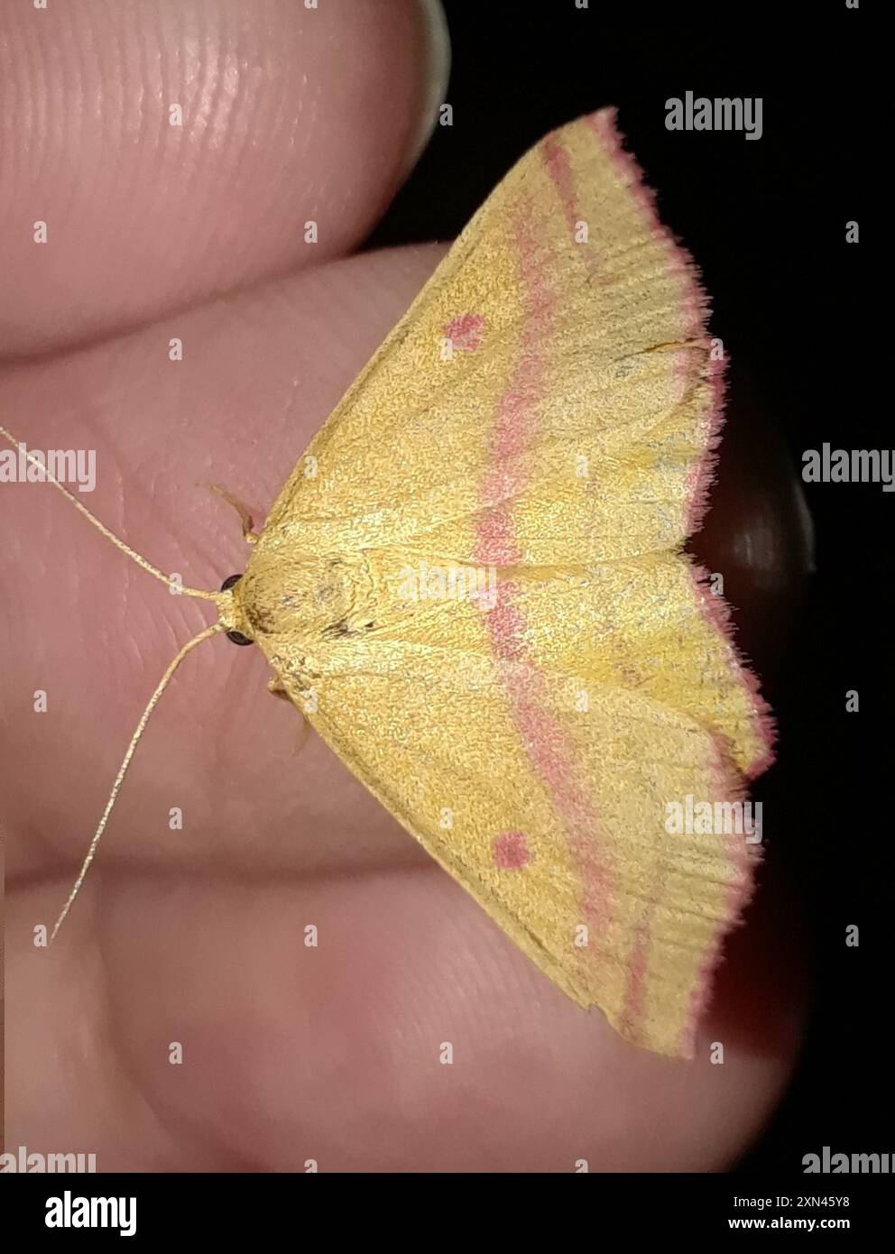 Chiches Geometer Moth (Haematopis grataria) Insecta Banque D'Images