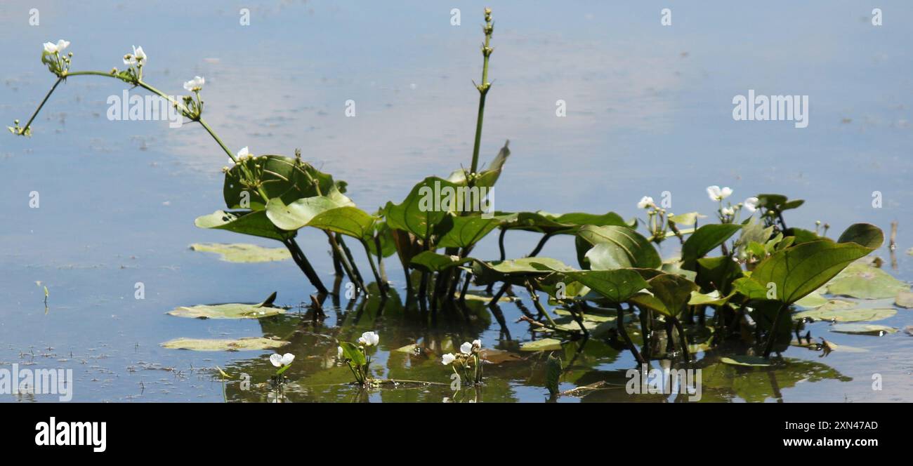 Burhead rampant (Echinodorus cordifolius) Plantae Banque D'Images