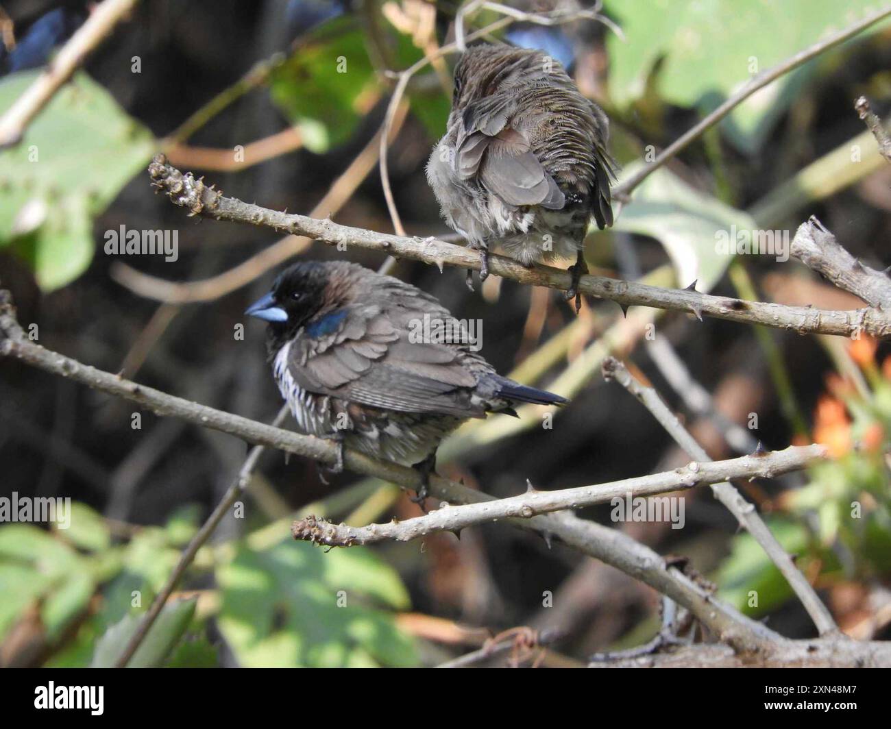 Mannikin de bronze austral (Spermestes cucullata scutata) Aves Banque D'Images