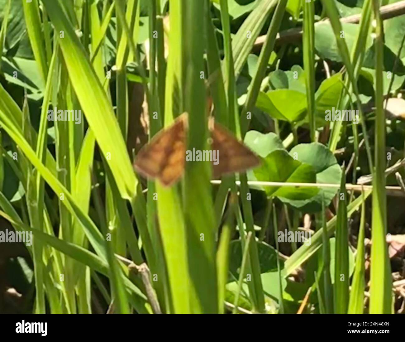 Chiches Geometer Moth (Haematopis grataria) Insecta Banque D'Images