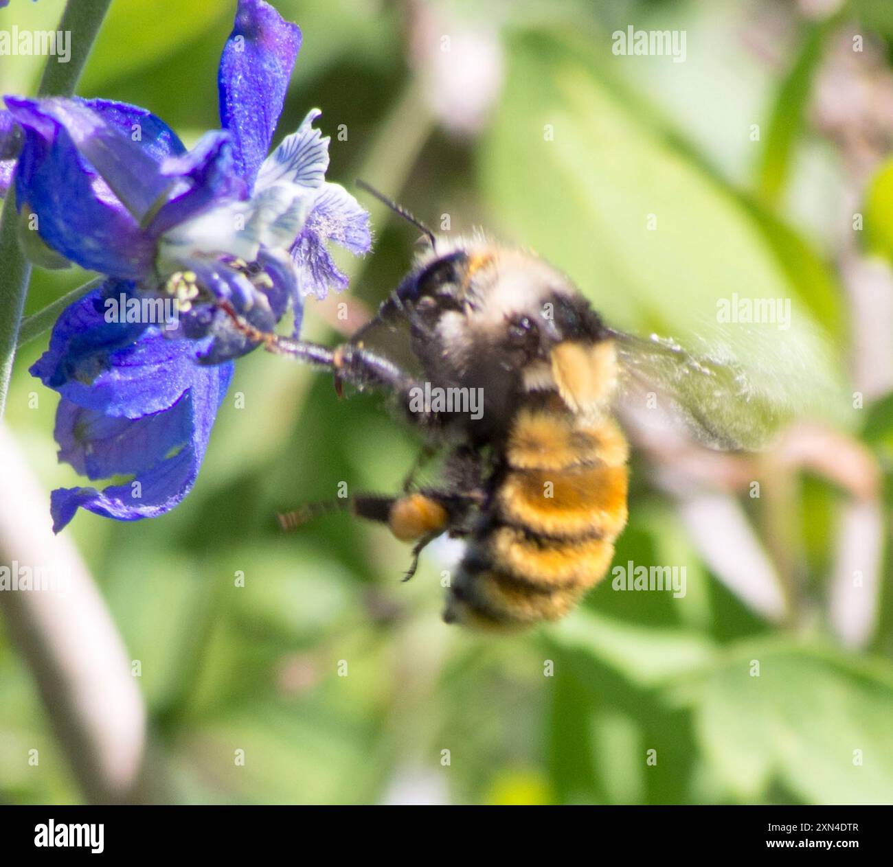 Insecte de Bumble Bee (Bombus appositus) à épaules blanches Banque D'Images