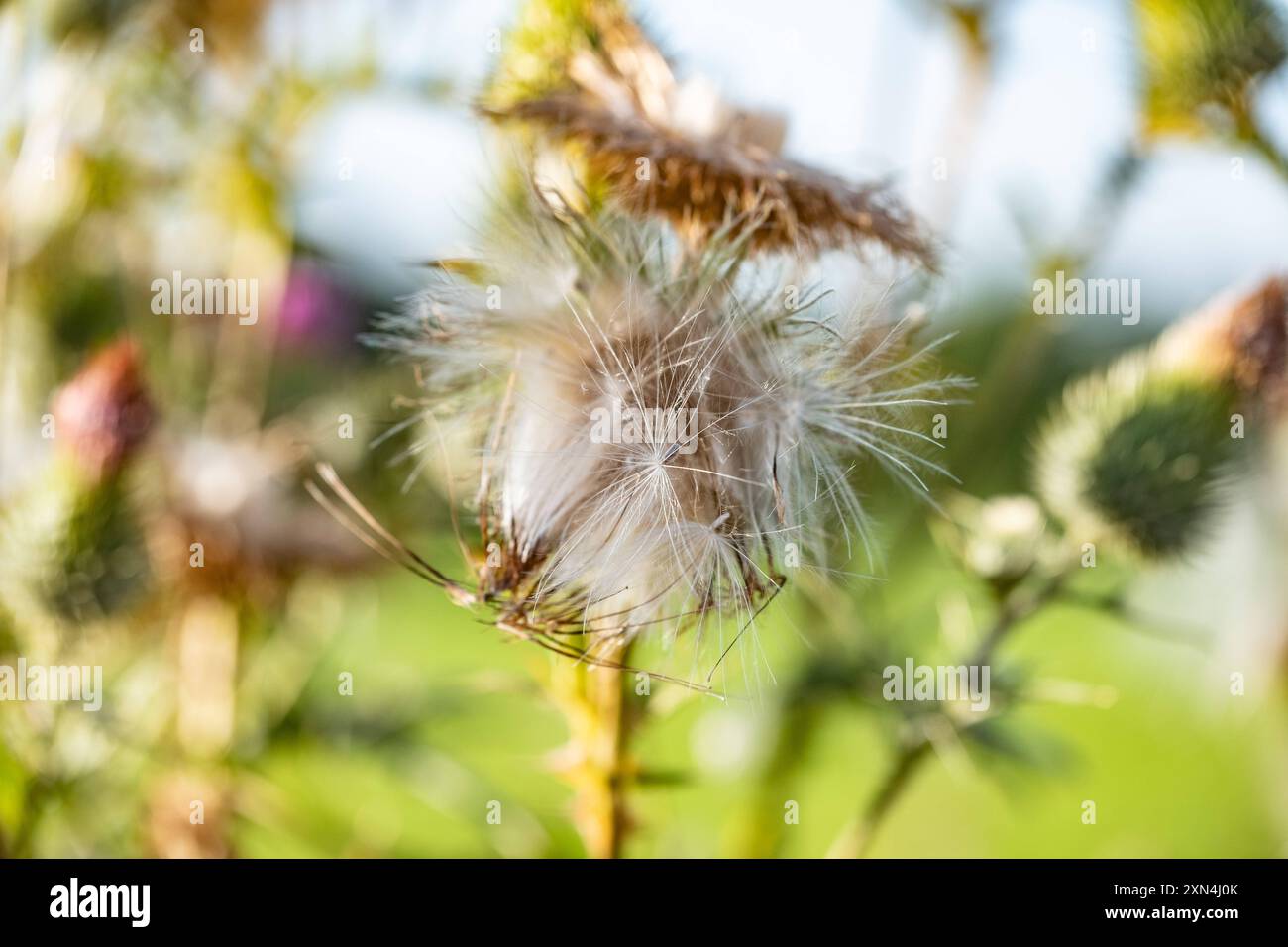 Distel mit Distelsamen in Aachen am 29. Juillet 2024. ALLEMAGNE - AIX-LA-CHAPELLE - THISTLE Banque D'Images