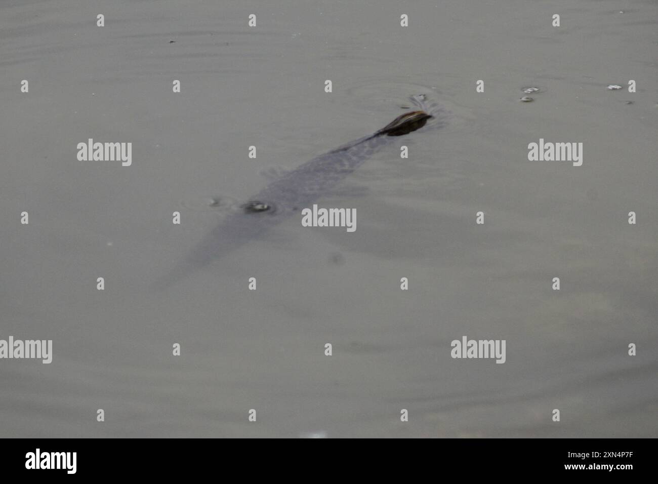 Gar tacheté (Lepisosteus oculatus) Actinopterygii Banque D'Images