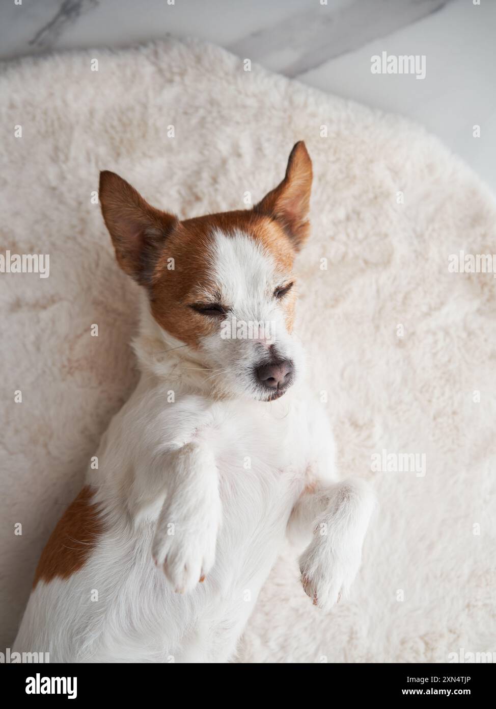 Intérieur avec un Jack Russell Terrier. Dans une maison confortable, un chien regarde attentivement Banque D'Images